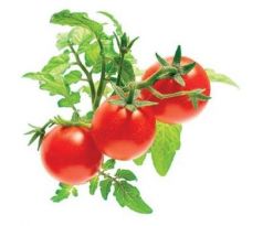 kapsule so semienkami a substrátom 3ks, Click and Grow mini paradajky (SGR5X3)